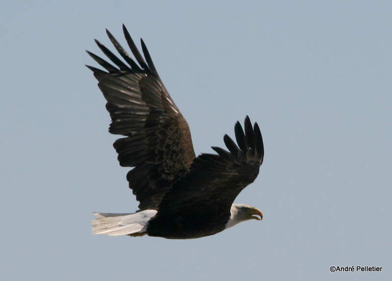bald eagle pygargue  tte blanche-28.JPG