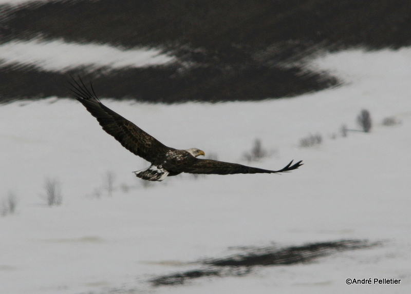 bald eagle pygargue  tte blanche-30.JPG