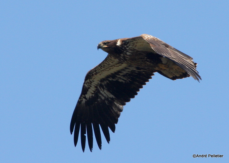 bald eagle pygargue  tte blanche-32.JPG