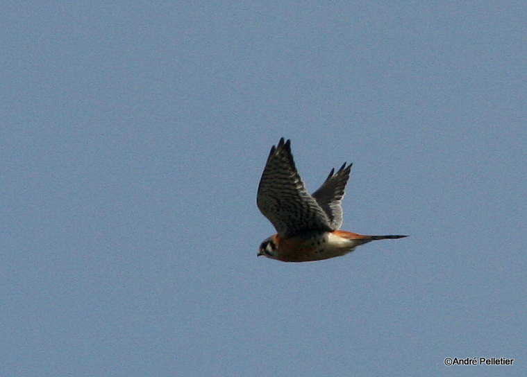 Crcrelle dAmrique _ American kestrel.JPG