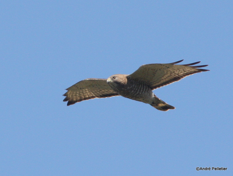 Petite buse _ Broad-wing hawk-1.JPG