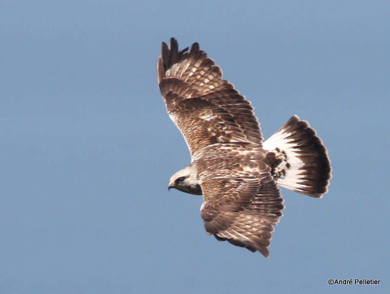 Buse pattue Rough-legged hawk-5.JPG