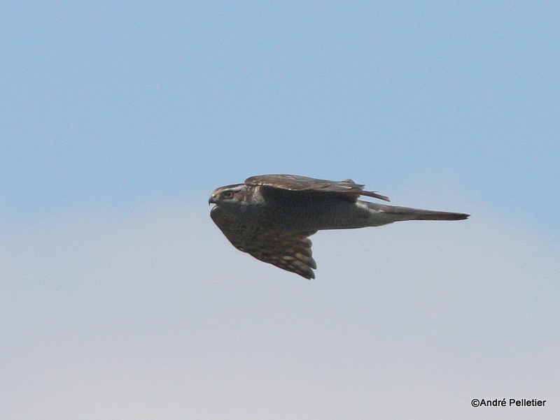 Northern goshawk  Autour des palombes-18.JPG