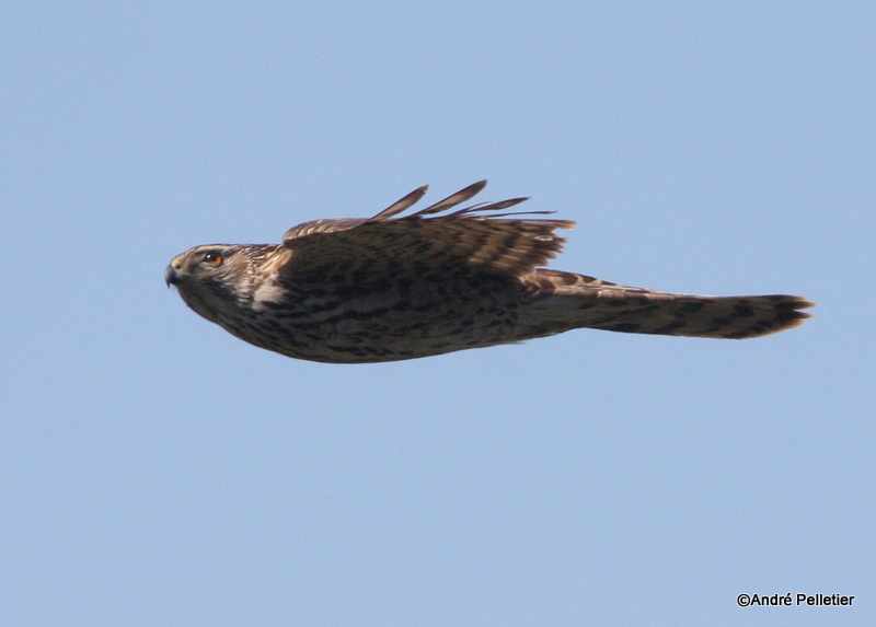 Northern goshawk  Autour des palombes-14.JPG