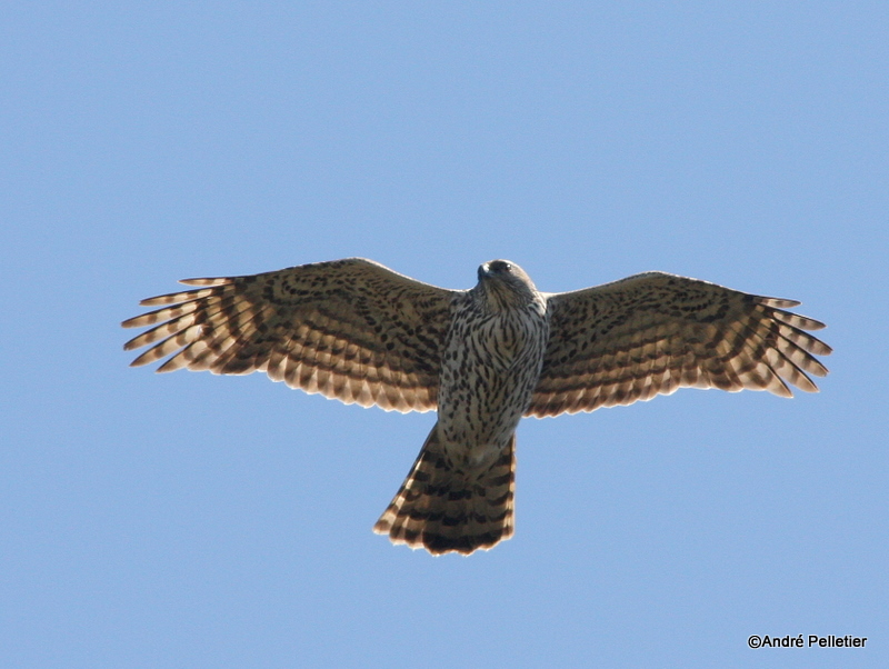 Northern goshawk  Autour des palombes-25.JPG