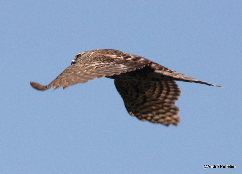 Northern goshawk  Autour des palombes-17.JPG