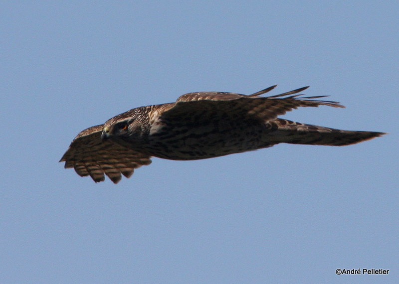 Northern goshawk  Autour des palombes-13.JPG