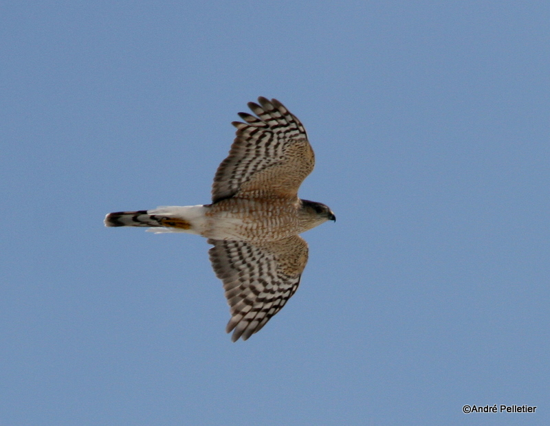 Sharp-shinned hawk _ pervier brun-1.JPG
