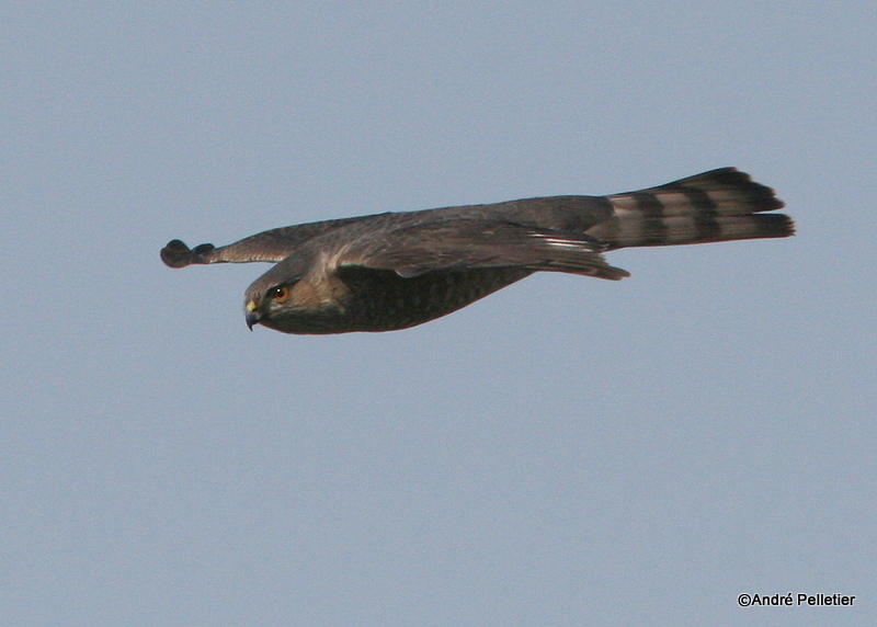 Sharp-shinned hawk _ pervier brun-5.JPG
