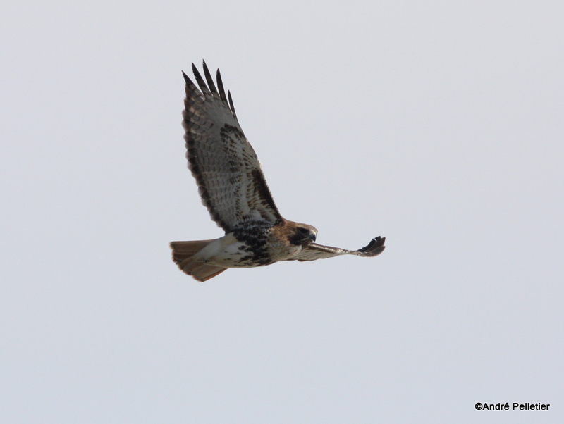Red-tailed Hawk