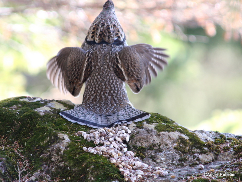 Male Ruffed Grouse (drumming sequence)