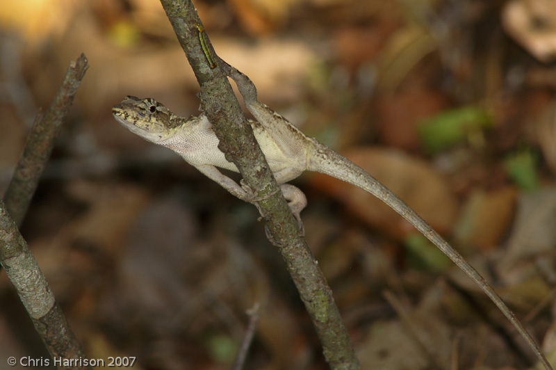 <i>Anolis lemurinus</i><br>Ghost Anole