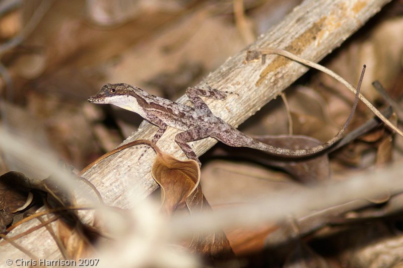 <i>Anolis rodriguezii</i><br>Slender Anole