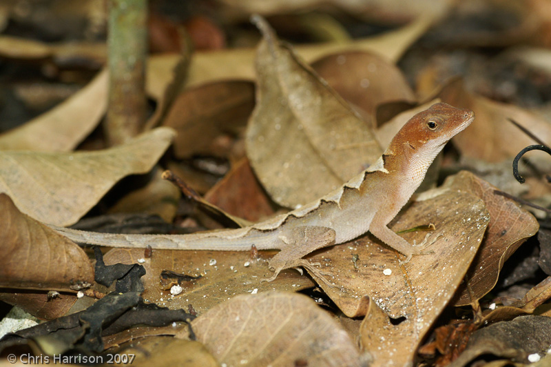 <i>Anolis tropidonotus</i><br>Greater Scaly Anole