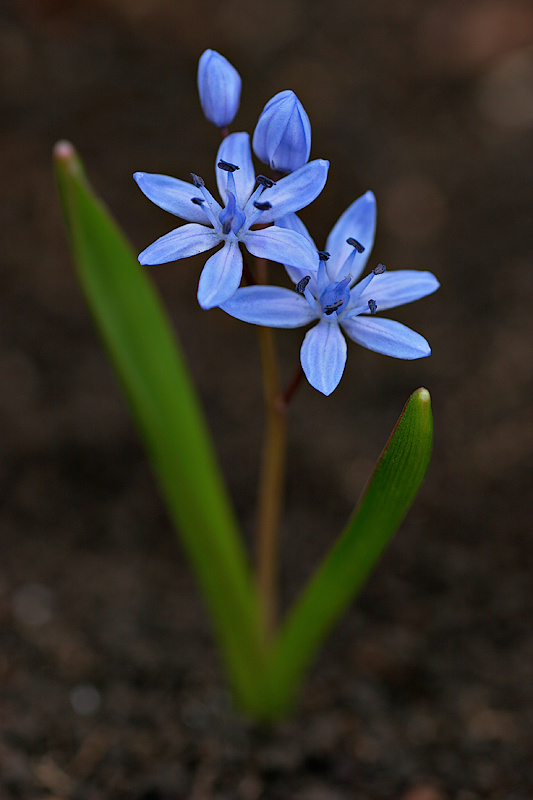 Zweiblttriger Blaustern <I>(Scilla bifolia)</I>