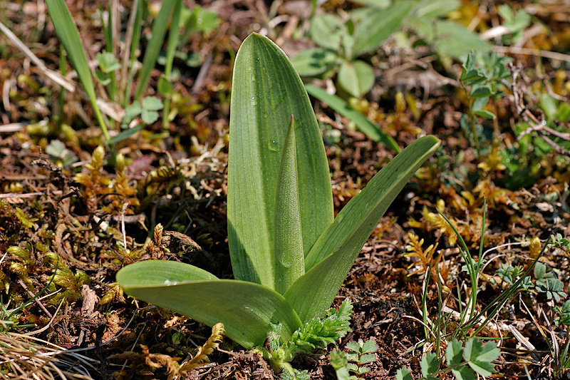 Helmknabenkraut <I>(Orchis militaris)</I> Austrieb