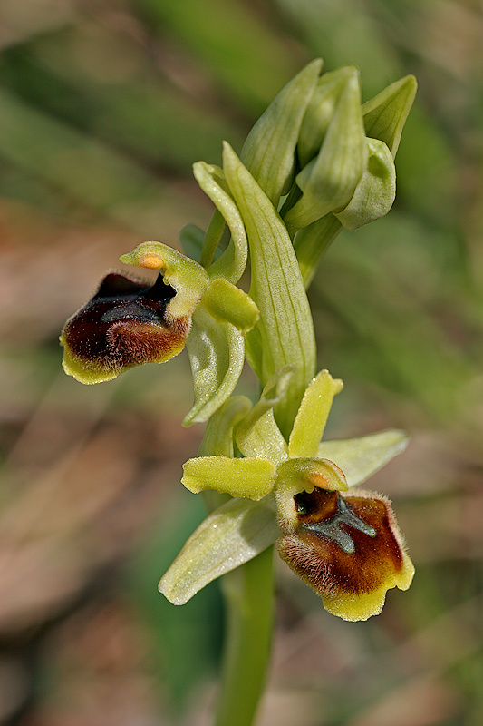 Kleine Spinnenragwurz <I>(Ophrys araneola)</I>
