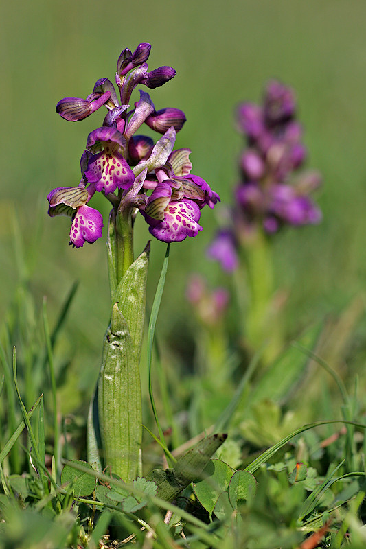 Kleines Knabenkraut <I>(Anacamptis morio)</I>