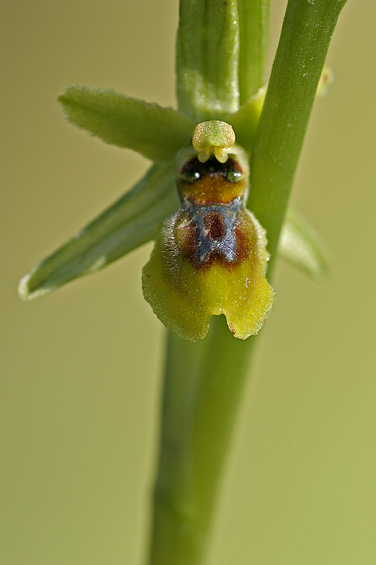 Kleine Spinnenragwurz <I>(Ophrys araneola)</I>