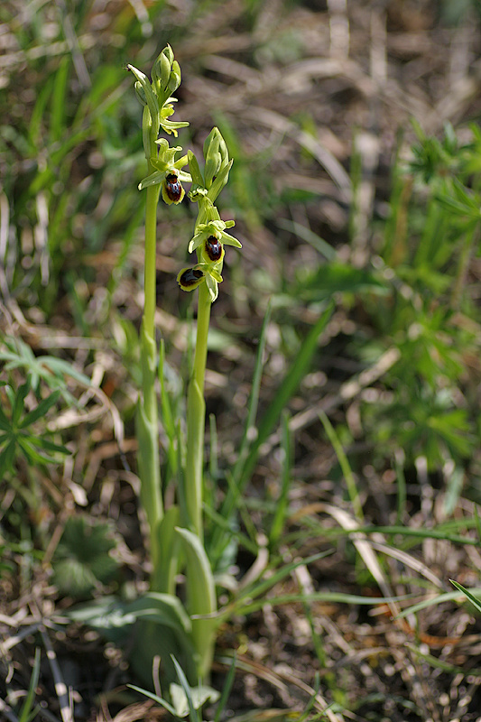 Kleine Spinnenragwurz <I>(Ophrys araneola)</I>