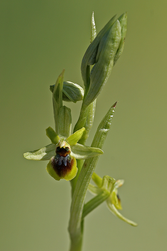 Kleine Spinnenragwurz <I>(Ophrys araneola)</I>
