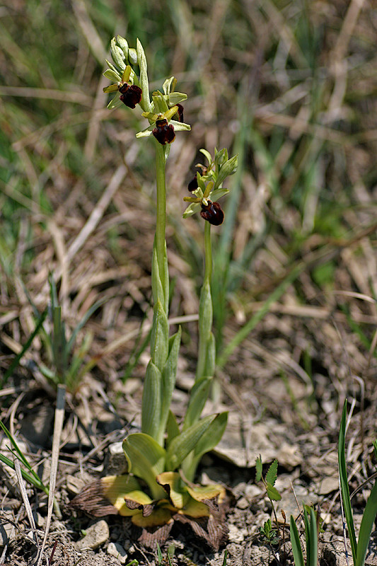 Spinnenragwurz <I>(Ophrys sphegodes)</I>