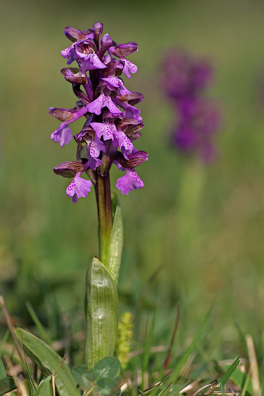 Kleines Knabenkraut <I>(Anacamptis morio)</I>