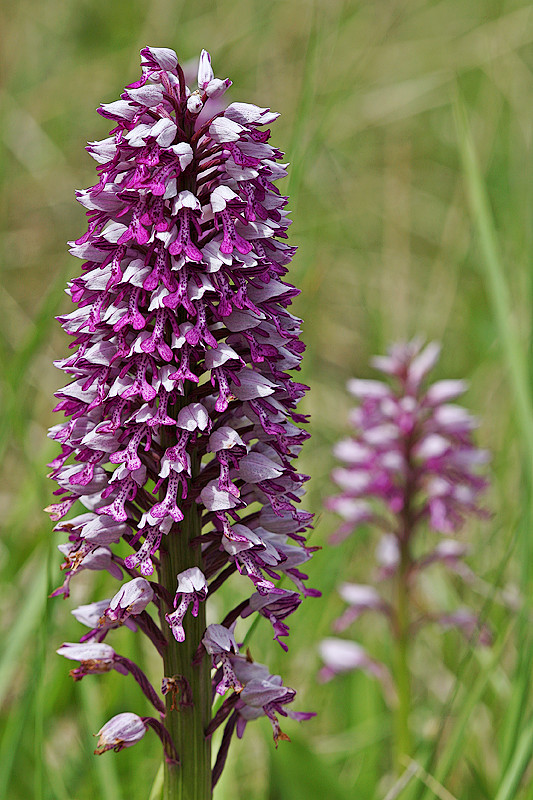 Helmknabenkraut <I>(Orchis militaris)</I>