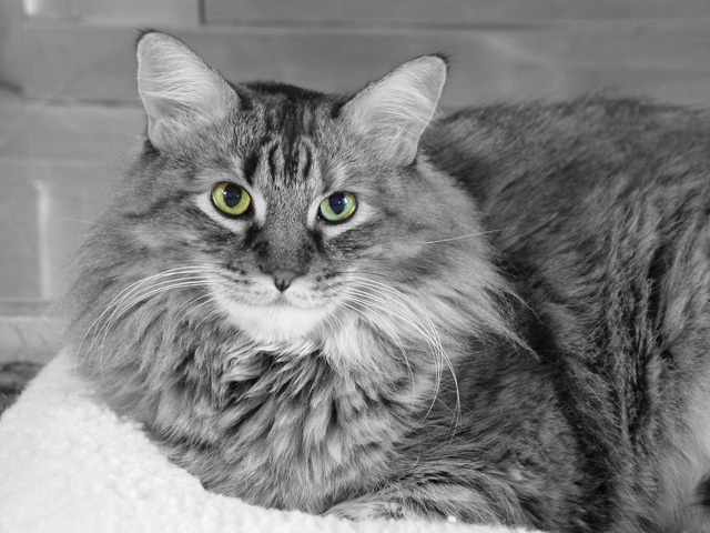Scratches-BW-Green-Eyes