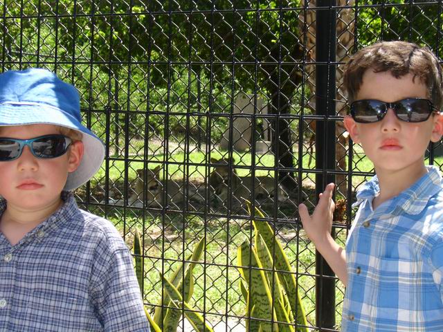 Checking out the Lions