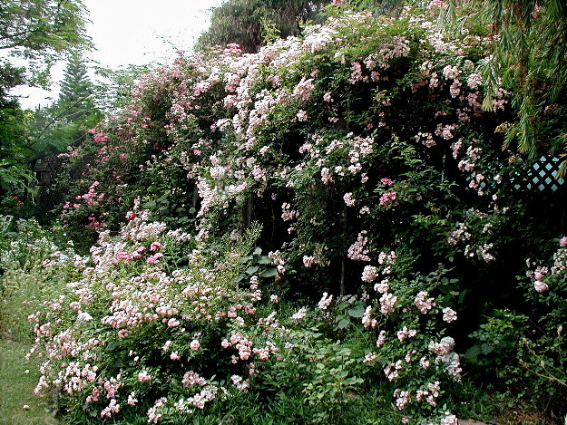 Ballerina Rose on Lattice House