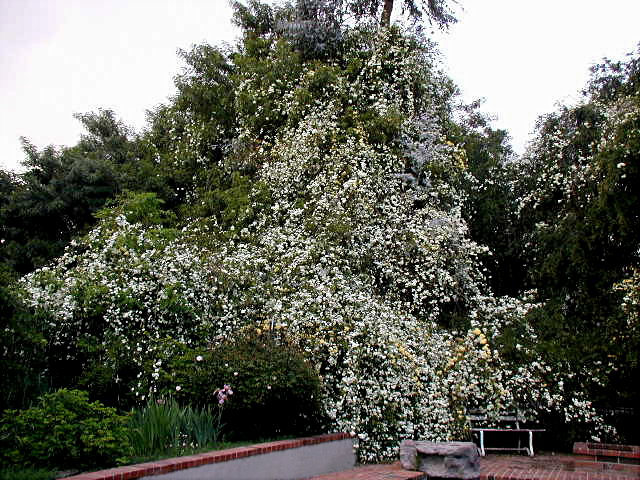 Banksia Roses