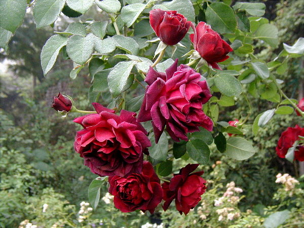 Tradescant with dew on the roses