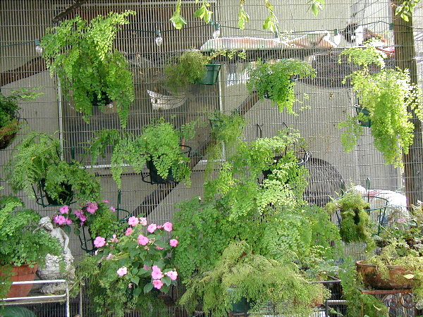  Ferns on the outside of the cat house.  