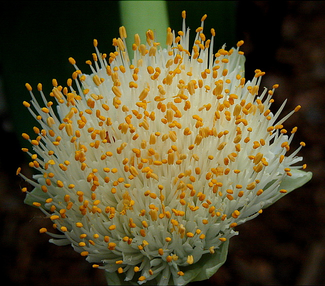 Haemanthus Alba Floss  ~native of South Africa~