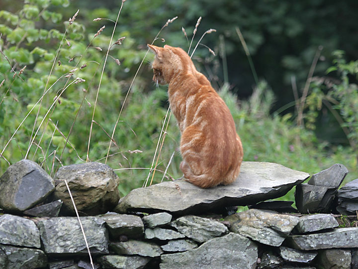 cat on a big stone