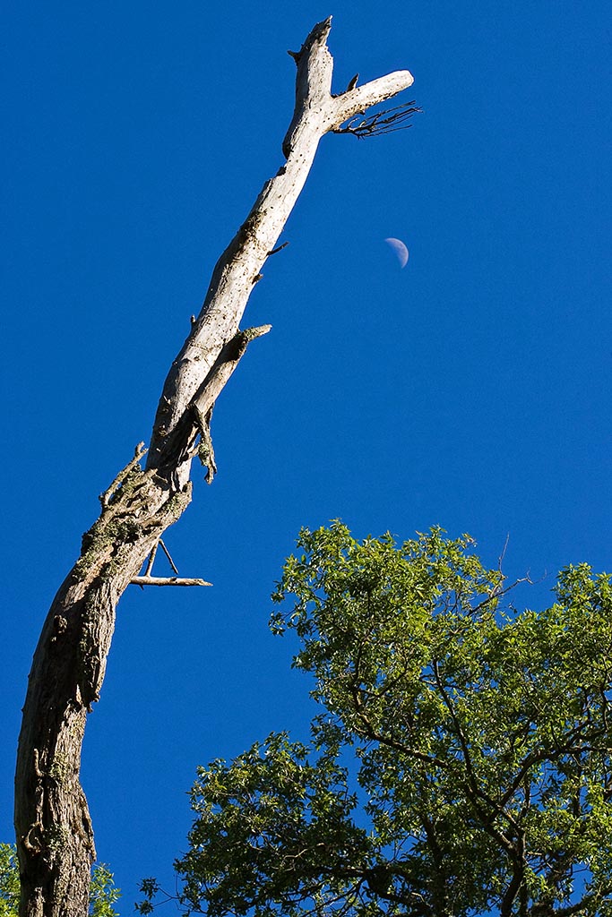 6/17/2010  Moon