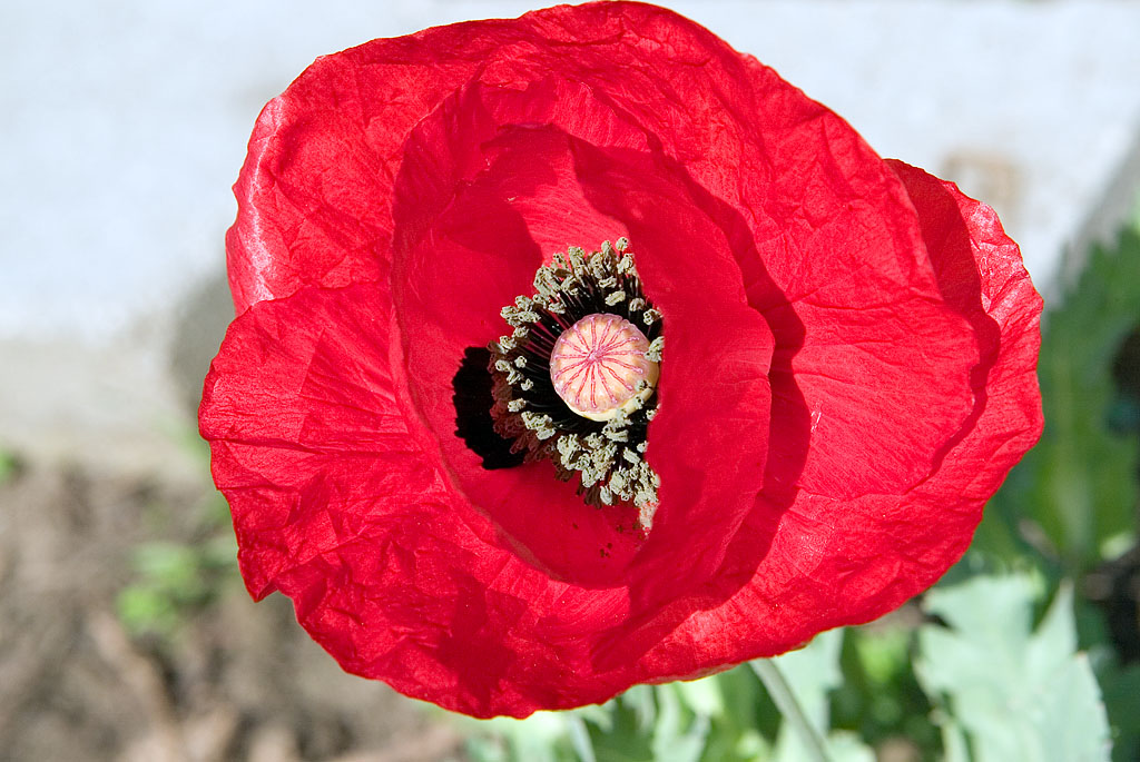 Papaver glaucium