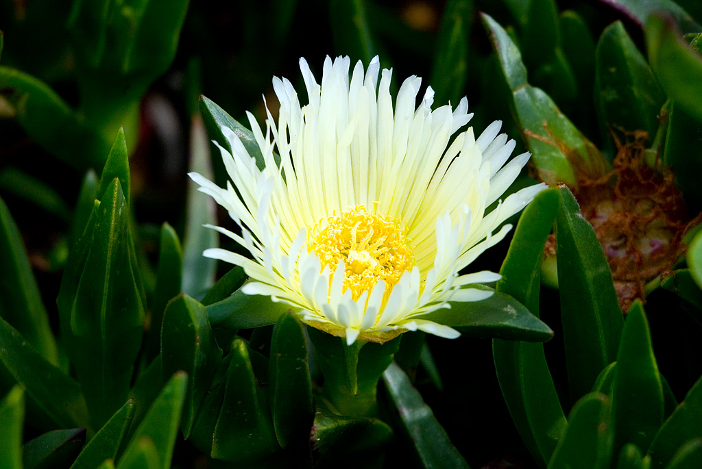 Carpobrotus edulis