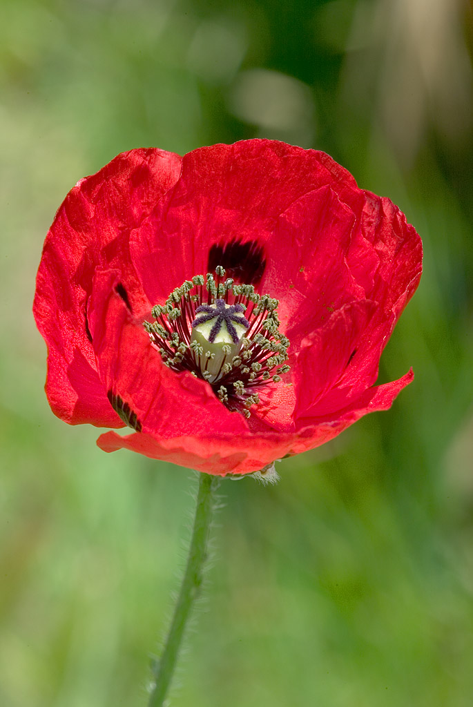 Papaver commutatum Lady Bird