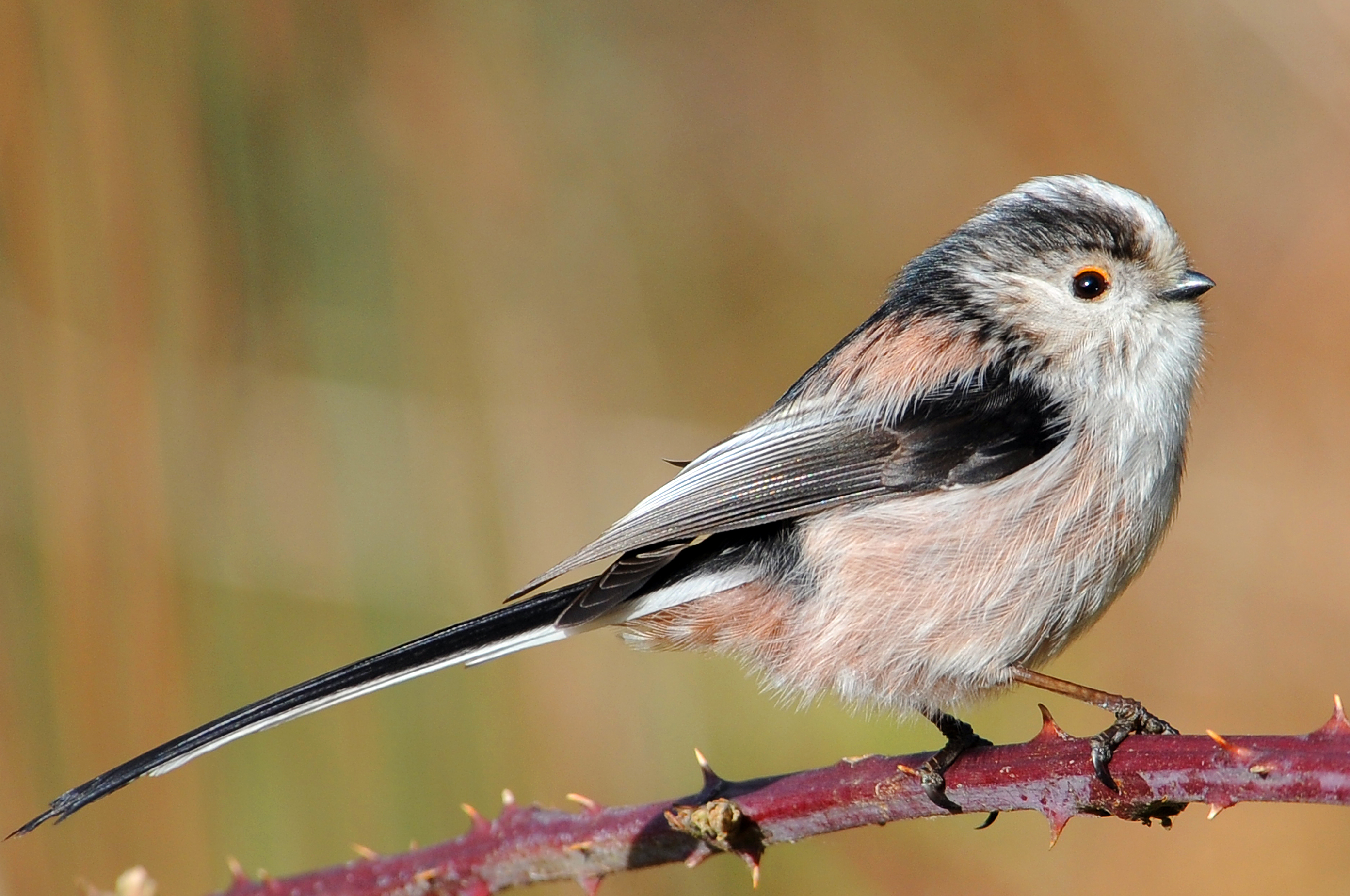 Long Tail Tit. Barnwell Country Park. Oundle. UK