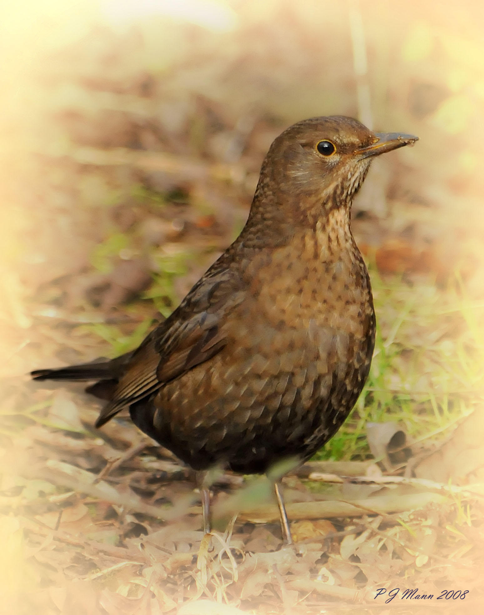 Black Bird (Female) Barnwell. Country Park. Oundle. UK
