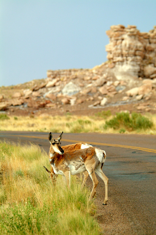 Prong-Horn Antelope in a muse