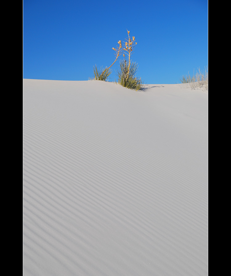 DSC_4679ss.jpg