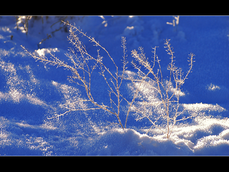 DSC_2001ss.jpg