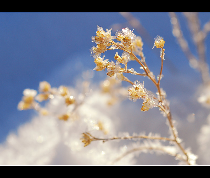 DSC_2025ss.jpg