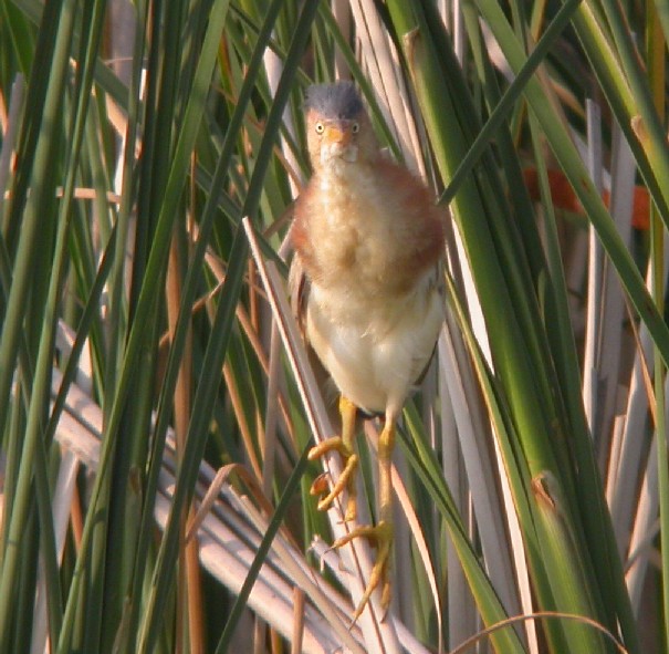 Least Bittern