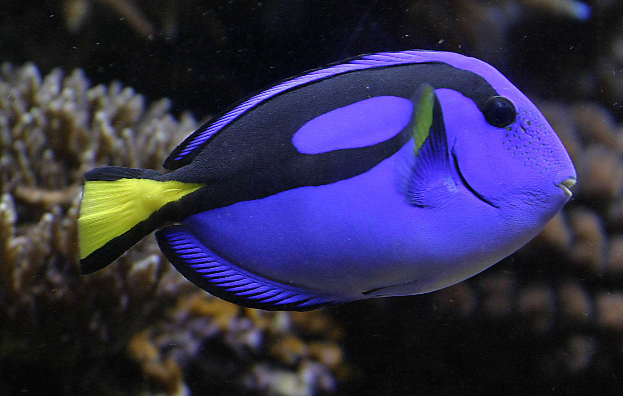 Blue fish yellow tail.jpg