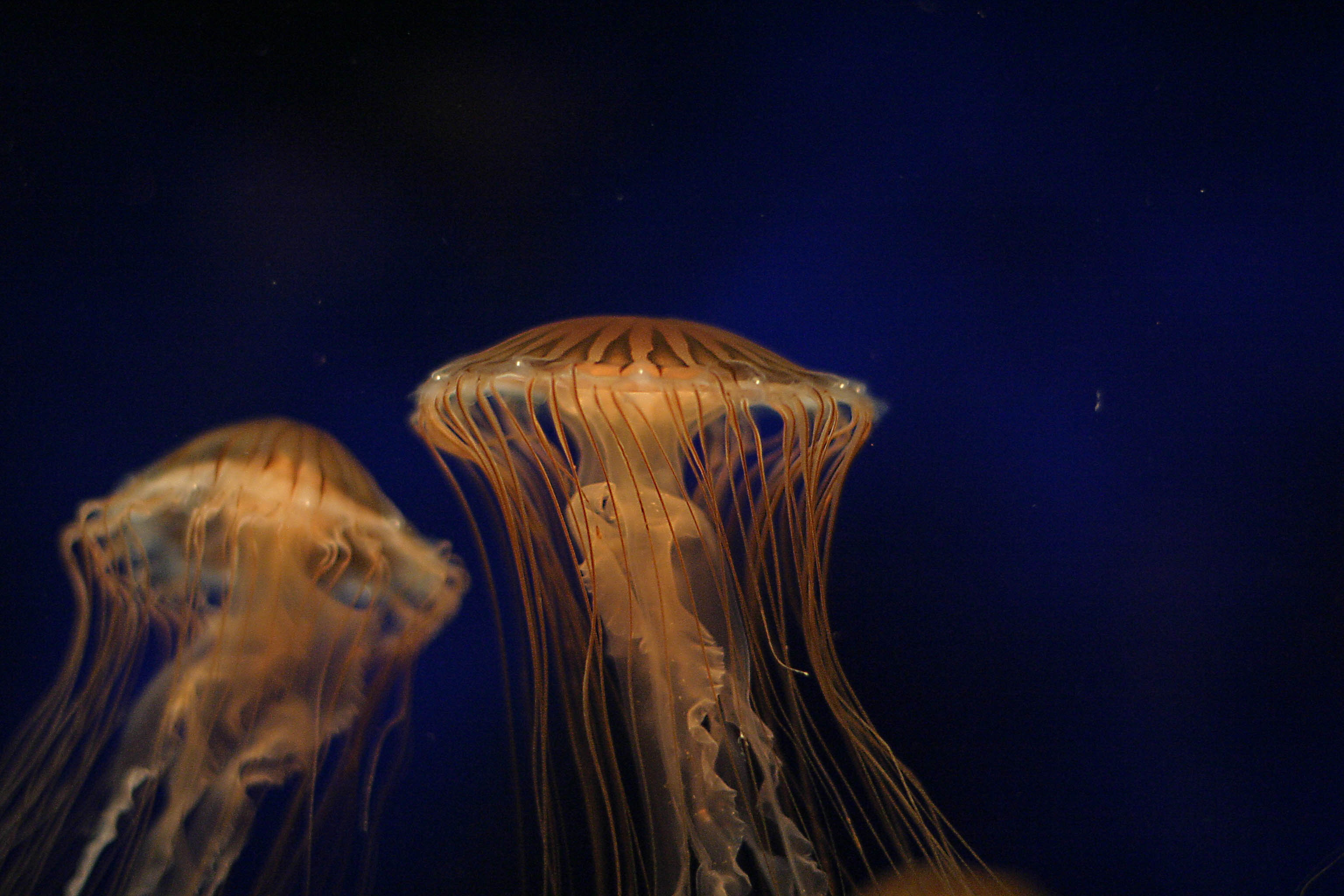 ex orange jellyfish 2 group.jpg
