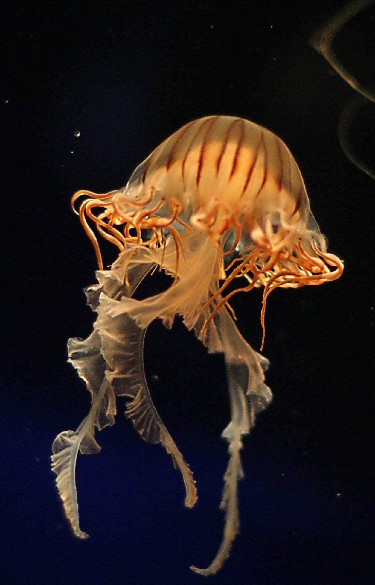 ex orange jellyfish short tentecles.jpg